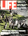 4/1/1984 Pampas''s penguins