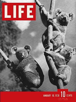 cv011038.jpg 1/10/1938 Koalas - Image 1