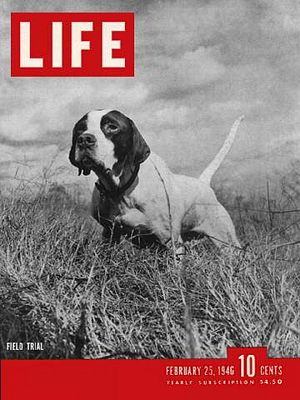 2/25/1946 Best bird dogs