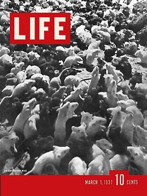 3/1/1937 Laboratory mice
