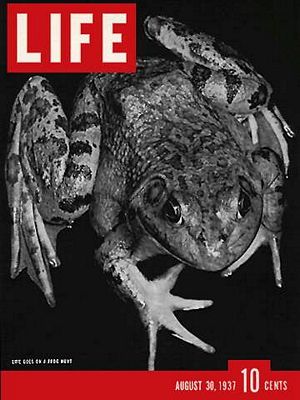 8/30/1937 Frog hunt