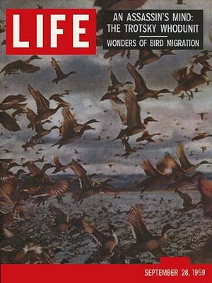 cv092859.jpg 9/28/1959 Migrating birds - Image 1