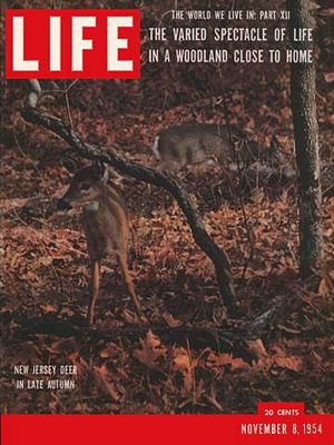 11/8/1954 Woodland Life
