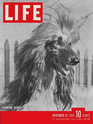 11/26/1945 Afghan hounds