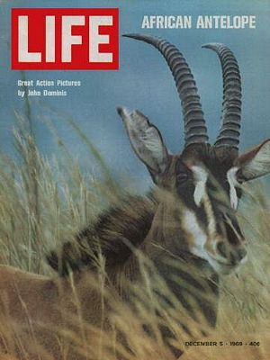 12/5/1969 Antelope