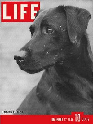 cv121238.jpg 12/12/1938 Champ retriever - Image 1